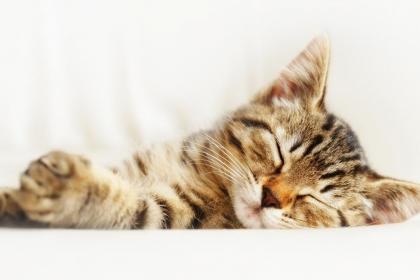 成都宠物殡葬 一份温暖的告别，一场爱的延续