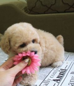 精品泰迪，质优价廉 成都宠物服务的诚信之选