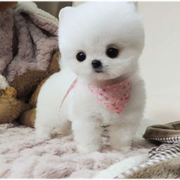 俊杰萌宠，温馨家庭之选——北海博美幼犬精品繁殖基地探秘