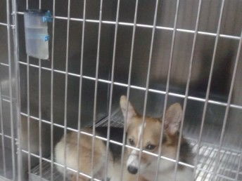 深圳蔡屋围猫狗绝育攻略 平价宠物医院推荐，告别高价服务！